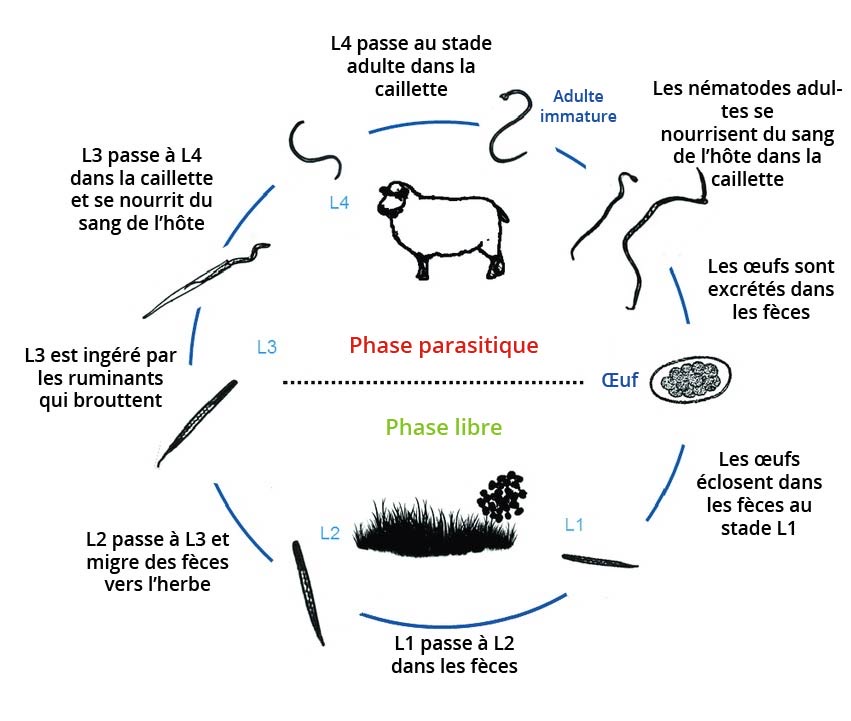 Parasites des petits ruminants: comment atténuer la formation de  résistances aux vermifuges