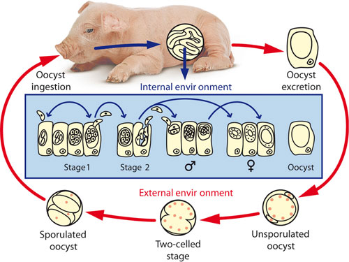 PDF) Case–control study of pathogens involved in piglet diarrhea